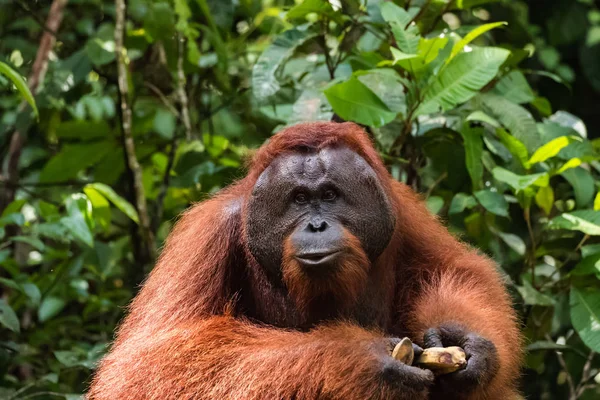 Orangutan Przyrodzie Zagrożonych Gatunków — Zdjęcie stockowe