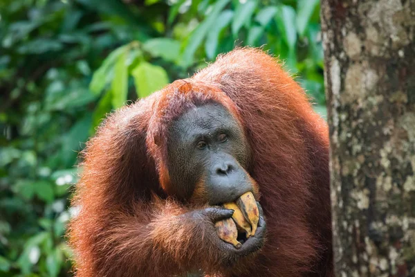 Orangutan Doğada Nesli Tükenmekte Olan Yaban Hayatı — Stok fotoğraf