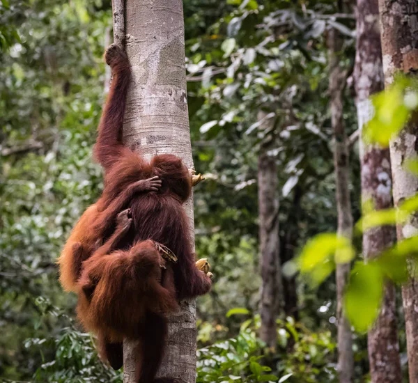 Orangutang Och Twin Baby Borneo Utrotningshotade Djur — Stockfoto