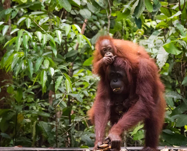 Orangutang Och Twin Baby Borneo Utrotningshotade Djur — Stockfoto