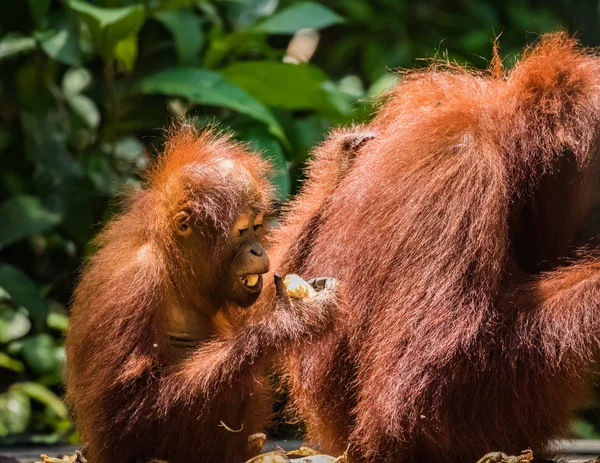 Orangotango Bebé Gémeo Bornéu Vida Selvagem Ameaçada — Fotografia de Stock