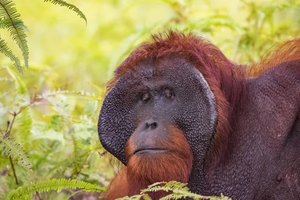 Orang Utan Freier Natur Gefährdete Tierwelt — Stockfoto