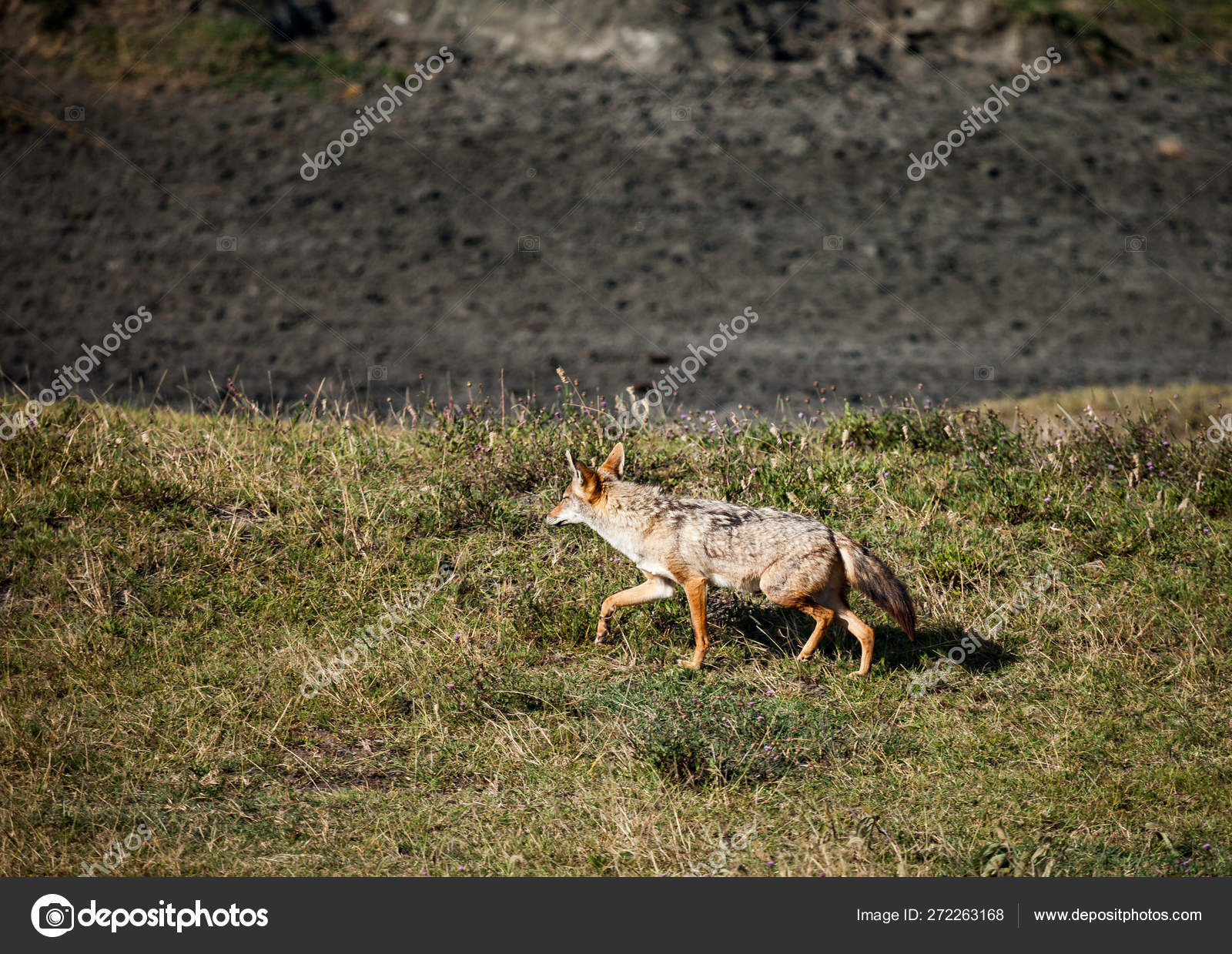 Get Black Jackal Stock Photo C Ksumano 272263168 For Android Free Get Wallpaper Black Jackal Stock Photo C Ksumano 272263168 Free HD