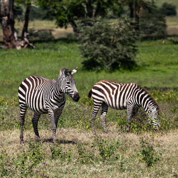 Zebra in wild, nature and wildlife
