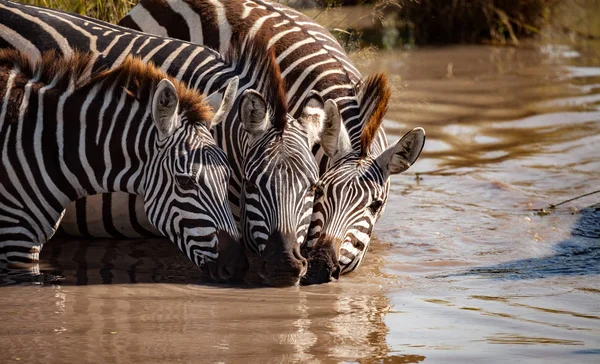 Zebra v divočině — Stock fotografie