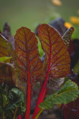 Swiss chard bir yatakta büyür