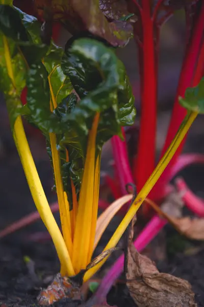 Swiss Chard Bir Yatakta Büyür — Stok fotoğraf