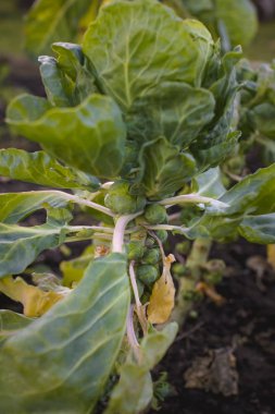 Brüksel lahanası bir yatakta büyümek