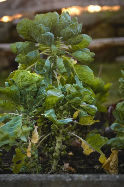 Brussels Sprouts Grow Bed — Stock Photo, Image