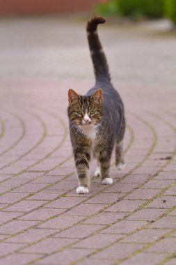 Bir kedi asfalt bir yolda yürüyor