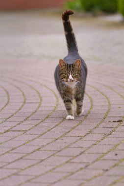 Bir kedi asfalt bir yolda yürüyor