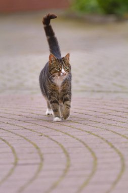 Bir kedi asfalt bir yolda yürüyor