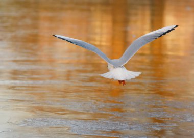 Martı Gölet iç üzerinde