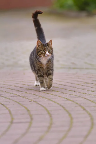 Eine Katze Läuft Auf Einer Asphaltierten Straße — Stockfoto