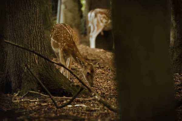 Damwild Einem Gehege — Stockfoto