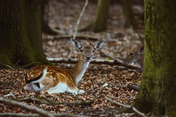 Damwild Einem Gehege — Stockfoto