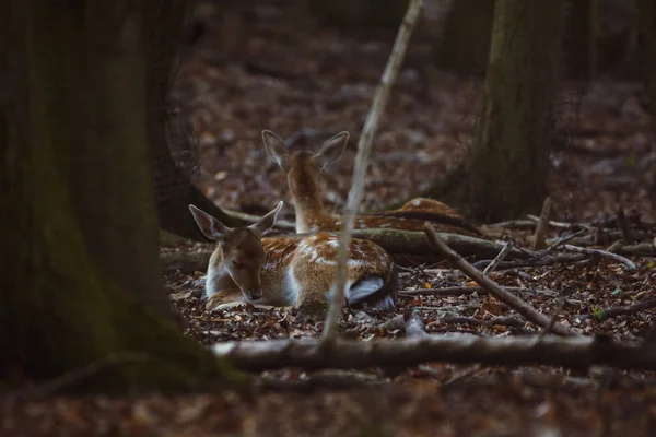 Damwild Einem Gehege — Stockfoto