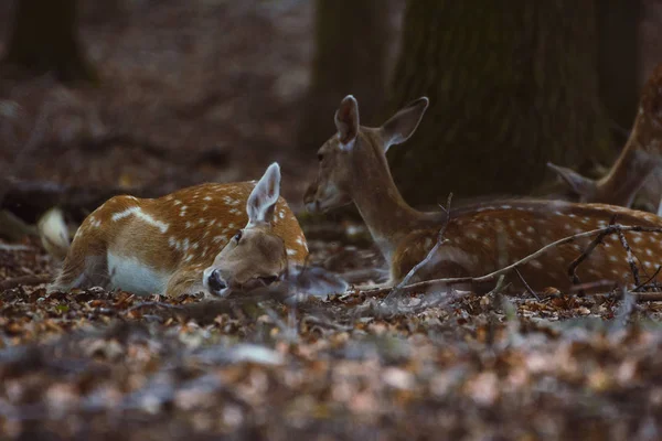 Damwild Einem Gehege — Stockfoto