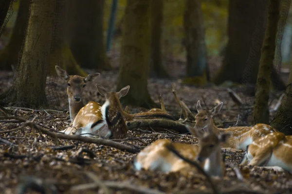 Damwild Einem Gehege — Stockfoto