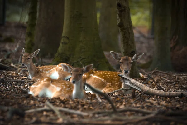 Damwild Einem Gehege — Stockfoto