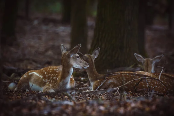 Damwild Einem Gehege — Stockfoto