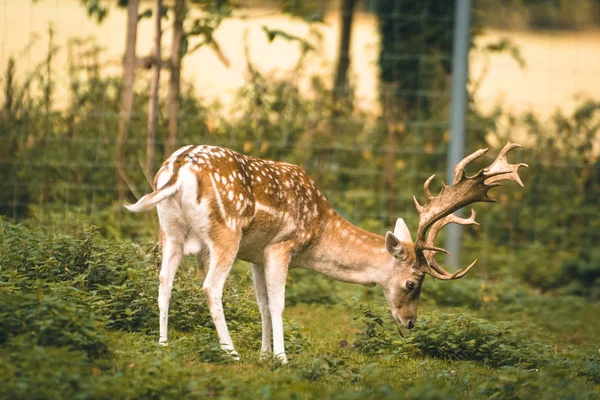 Damwild Einem Gehege lizenzfreie Stockfotos