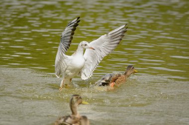 Martılar iç bir su birikintisi üzerinde