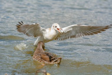 Martılar iç bir su birikintisi üzerinde