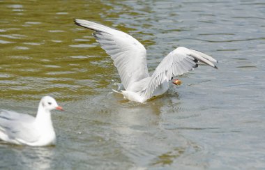 Martılar iç bir su birikintisi üzerinde