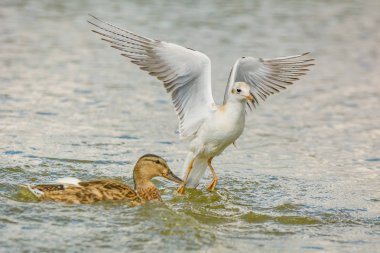 Martılar iç bir su birikintisi üzerinde