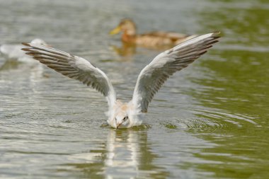 Martılar iç bir su birikintisi üzerinde
