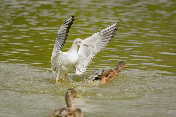 Martılar iç bir su birikintisi üzerinde