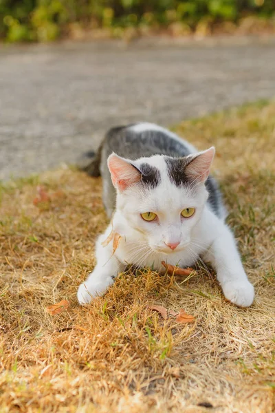 Svartvit Fläckig Katt Trädgård — Stockfoto