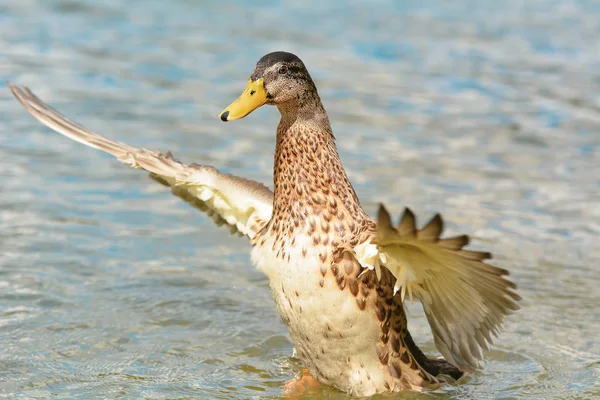 Kachna Plavání Jezeře — Stock fotografie