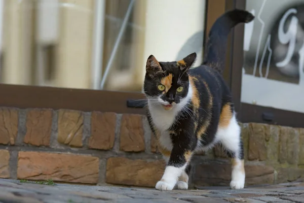 一只五颜六色的斑点猫探索周围的环境 — 图库照片