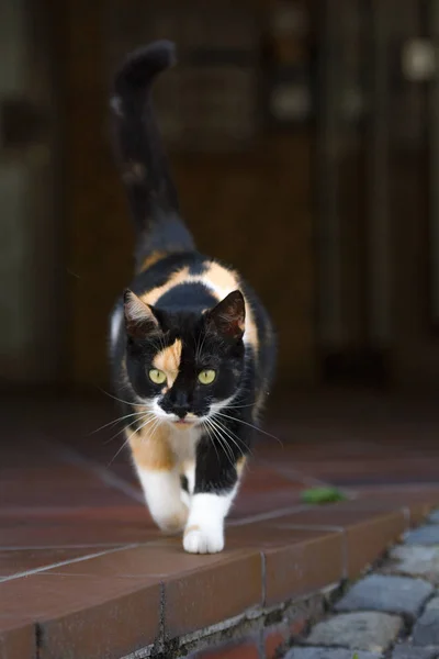 Eine Bunt Gefleckte Katze Erkundet Die Umgebung — Stockfoto