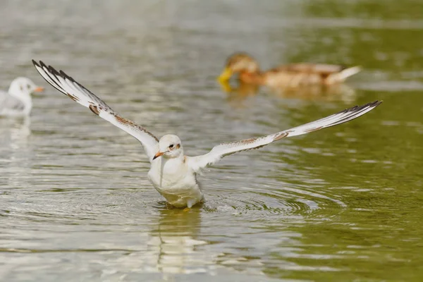 Martılar iç bir su birikintisi üzerinde