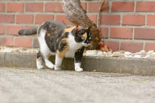 一只五颜六色的斑点猫探索周围的环境 — 图库照片