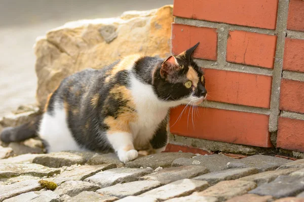 Gato Colorido Está Deitado Espera — Fotografia de Stock