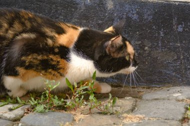 Renkli Benekli kedi bekliyor