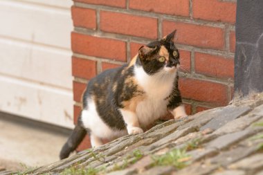 Renkli Benekli kedi bekliyor