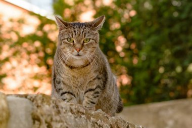 Gri-tekir kedi kumtaşı duvara yatıyor
