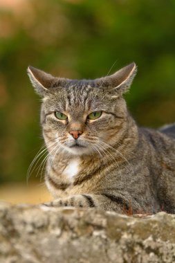 Gri-tekir kedi kumtaşı duvara yatıyor