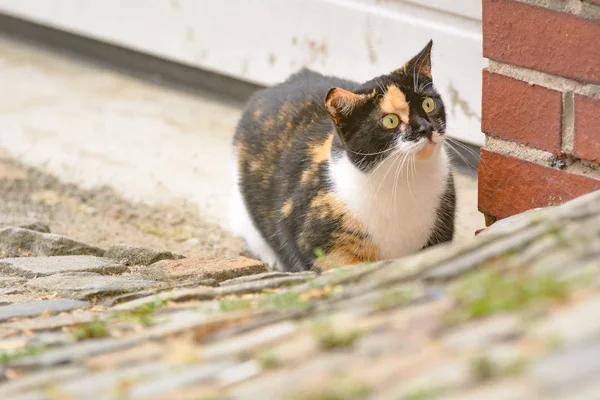 一只五颜六色的斑点猫躺在那里等待着 — 图库照片