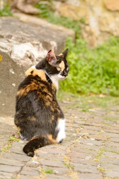 Gato Colorido Explora Arredores — Fotografia de Stock