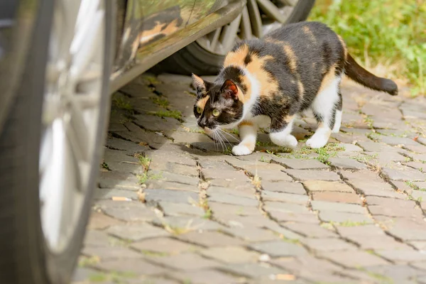 一只五颜六色的斑点猫探索周围的环境 — 图库照片