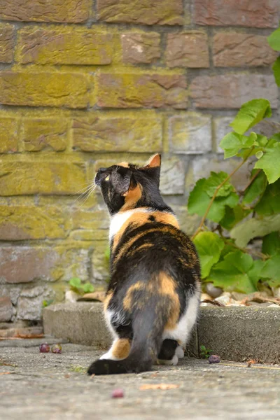 형형색색 목격된 고양이 — 스톡 사진