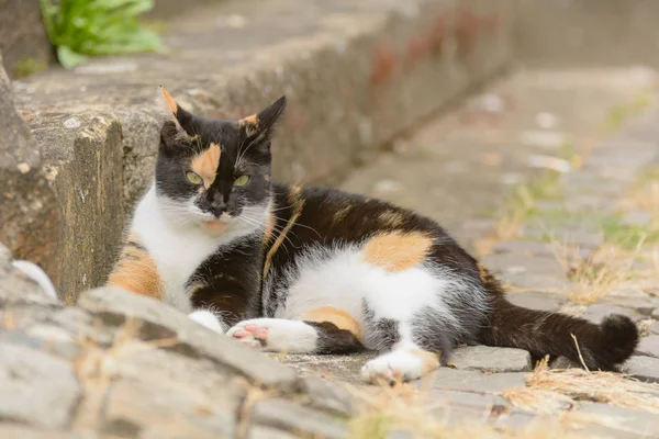 一只斑点鲜艳的猫躺在砂岩楼梯上 — 图库照片