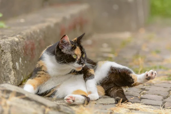 Ljust Fläckig Katt Ligger Sandsten Trappa — Stockfoto