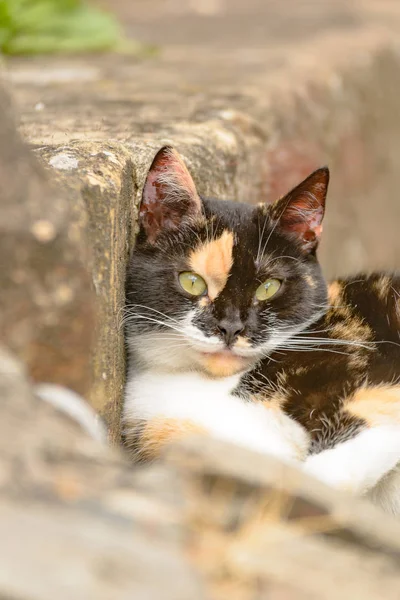 목격된 고양이 계단에 — 스톡 사진